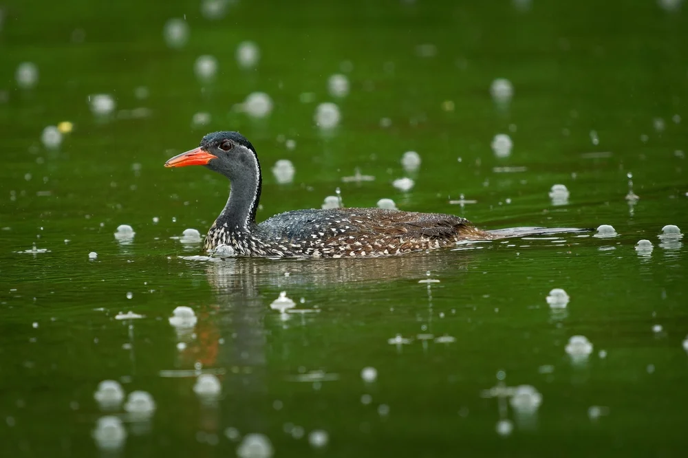 Sporenrallenkranich (Podica senegalensis)