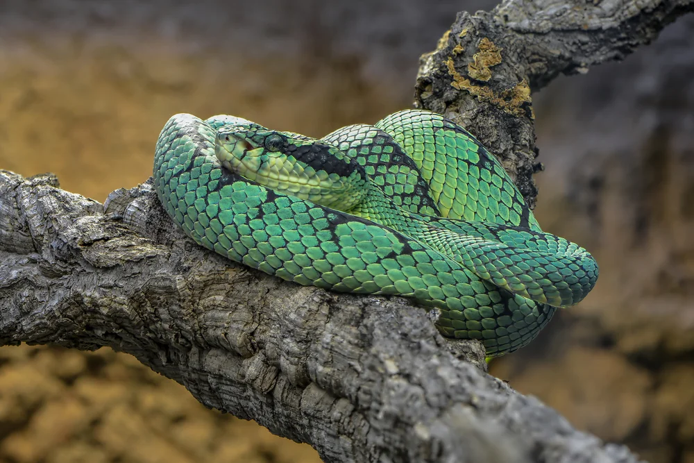 Sri Lanka-Bambusotter (Trimeresurus trigonocephalus)