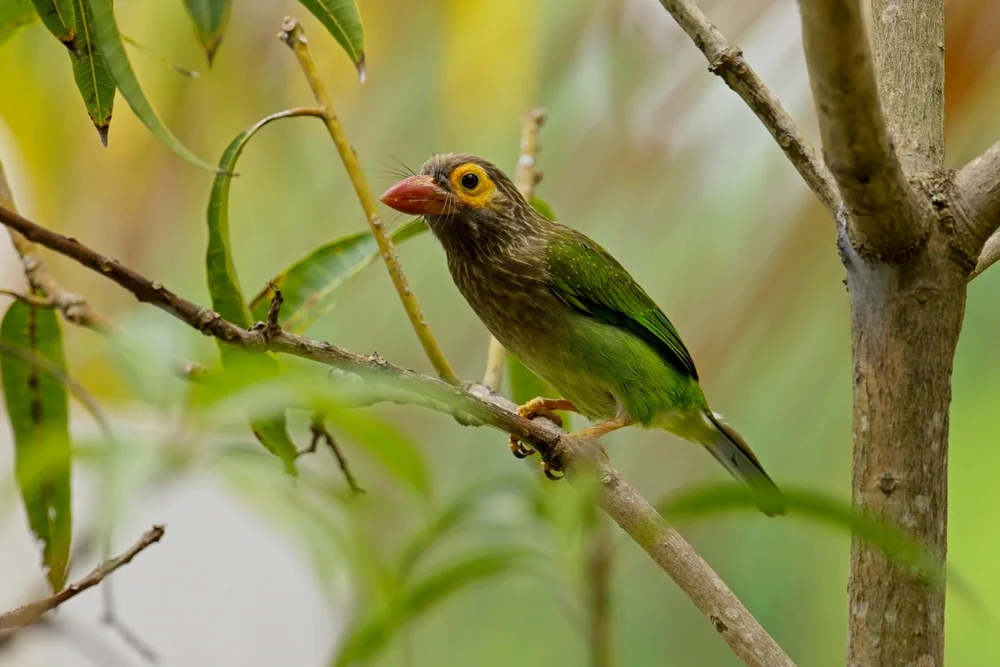 Sri-Lanka-Bartvogel (Megalaima zeylanica)