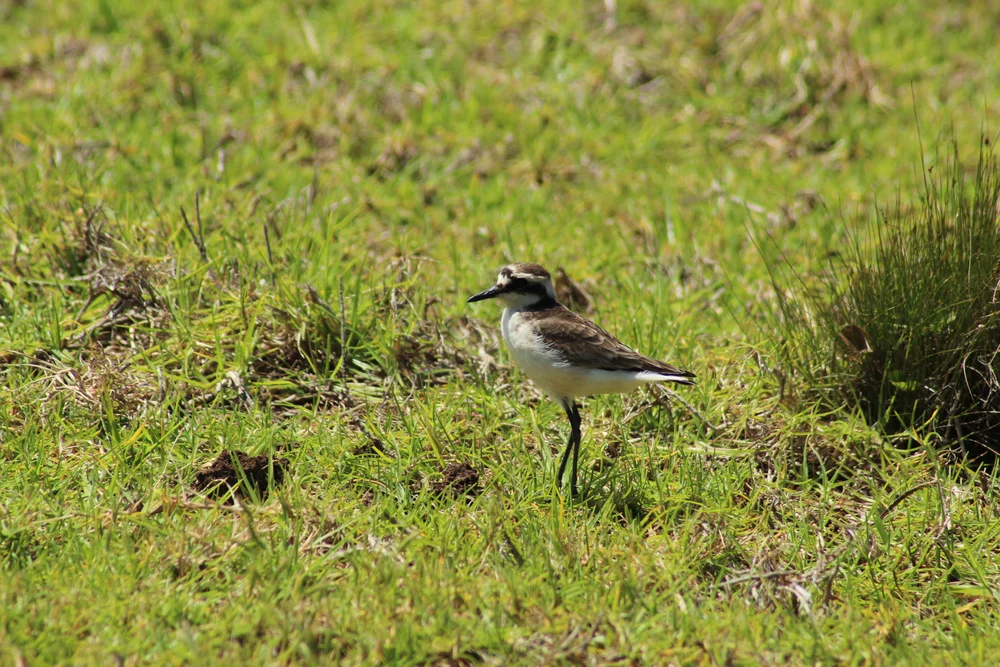 St.-Helena-Regenpfeifer (Charadrius sanctaehelenae)