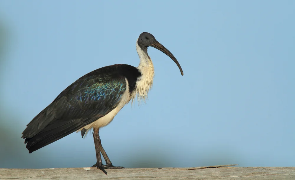 Stachelibis (Threskiornis spinicollis)