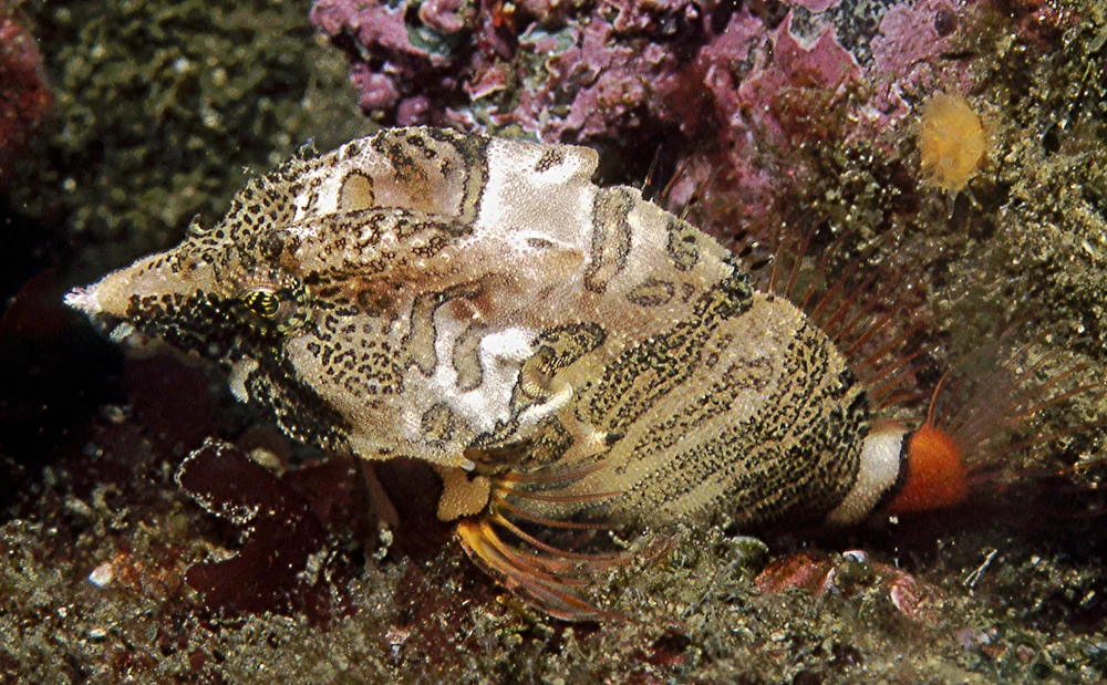 Stachelköpfchen (Rhamphocottus richardsonii)