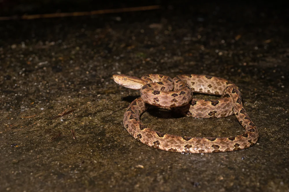 Stachelschuppiger Pitviper (Protobothrops mucrosquamatus)