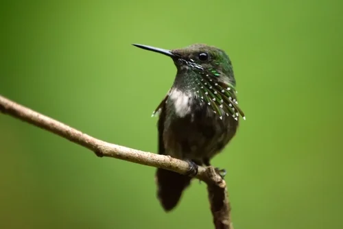 Stahlblauer Schmuckkolibri (Lophornis chalybeus)