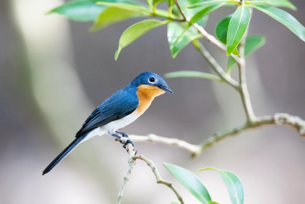 Stahlblauer Schnäppertyrann (Myiagra ferrocyanea)
