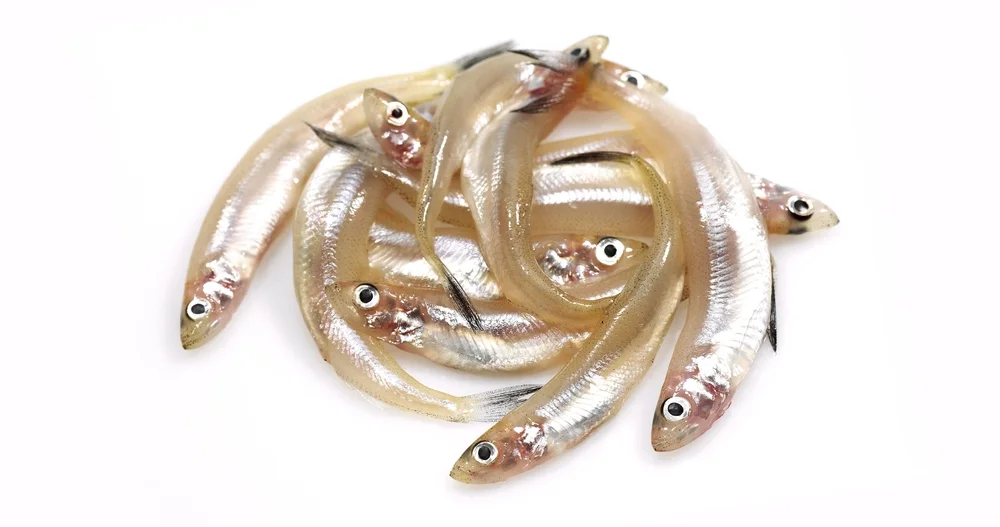 Stakelmakrelen (Osmeridae)