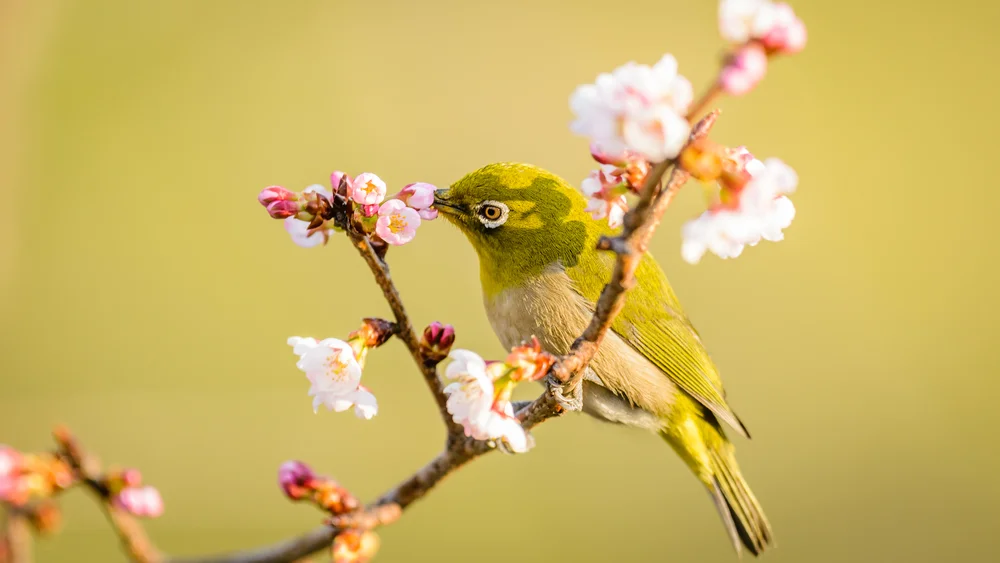 Stalkers Brillenvogel (Zosterops stal)