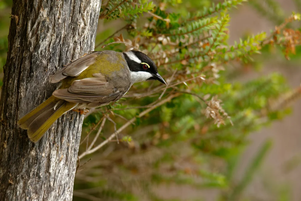 Starkchnabel-Honigfresser (Melithreptus validirostris)