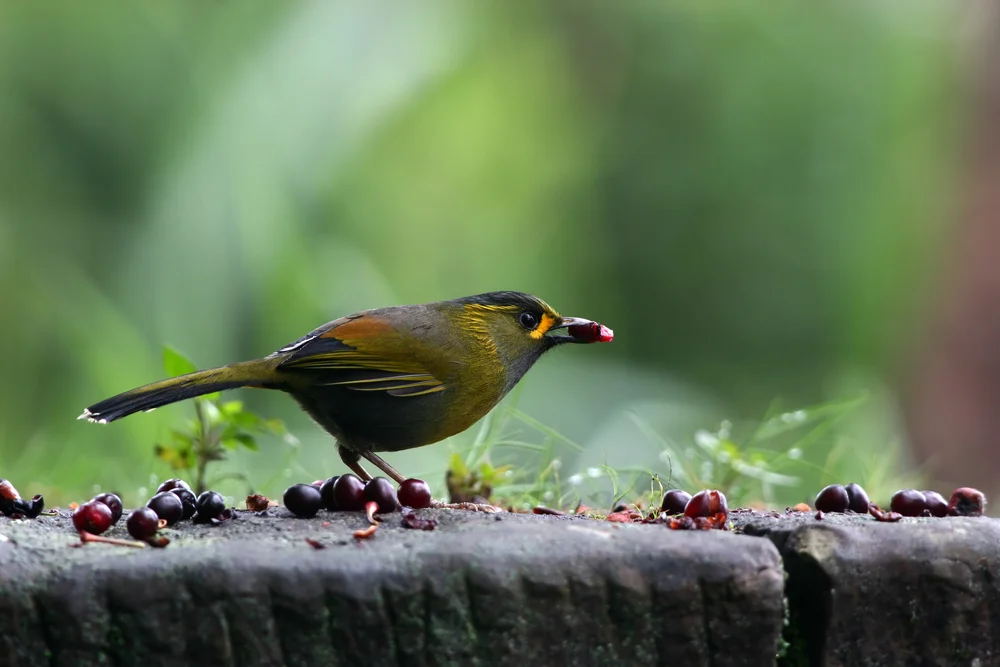 Steers Liocichla (Liocichla steerii)