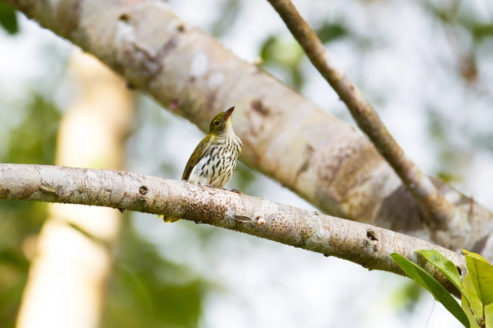 Steers Pirol (Oriolus steerii)