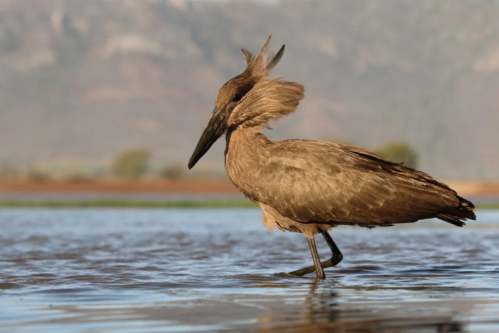 Steinbutt (Scopus umbretta)