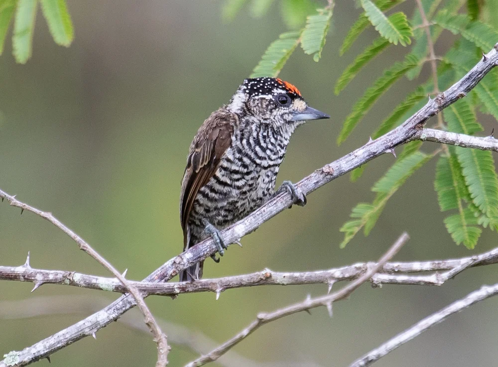 Steindachners Zwergspecht (Picumnus steindachneri)