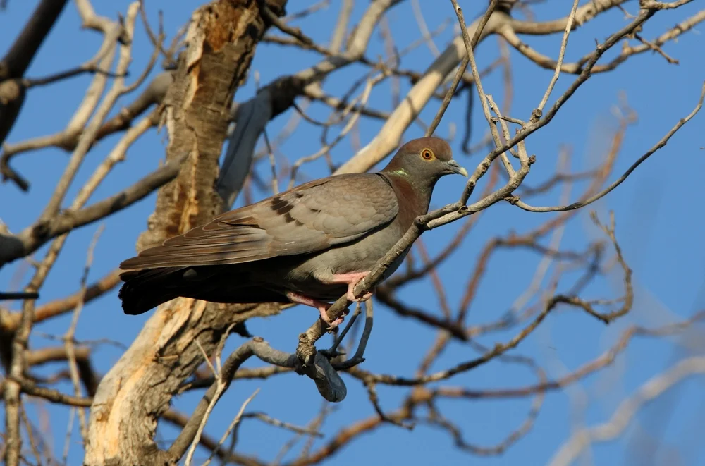 Steinhuhntaube (Columba eversmanni)