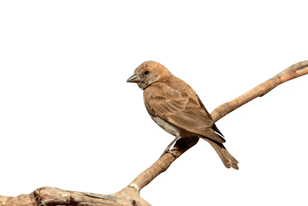 Steinrotschwanz (Petronia dentata)