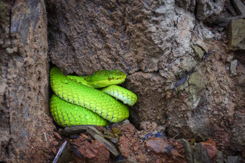 Stejnegers Bambusotter (Trimeresurus stejnegeri)
