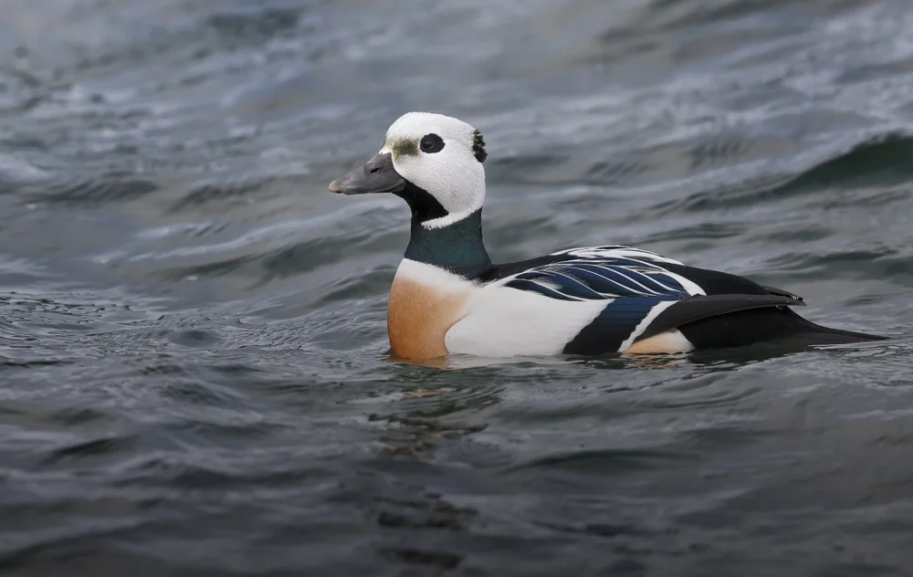 Stellers Baumläufer (Polysticta stelleri)
