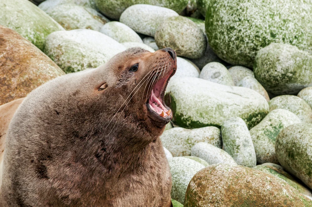 Stellerscher Seelöwe