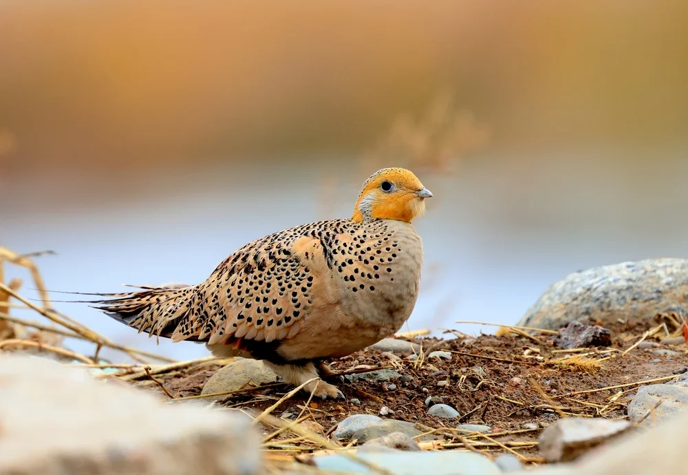 Steppenhuhn (Syrrhaptes paradoxus)