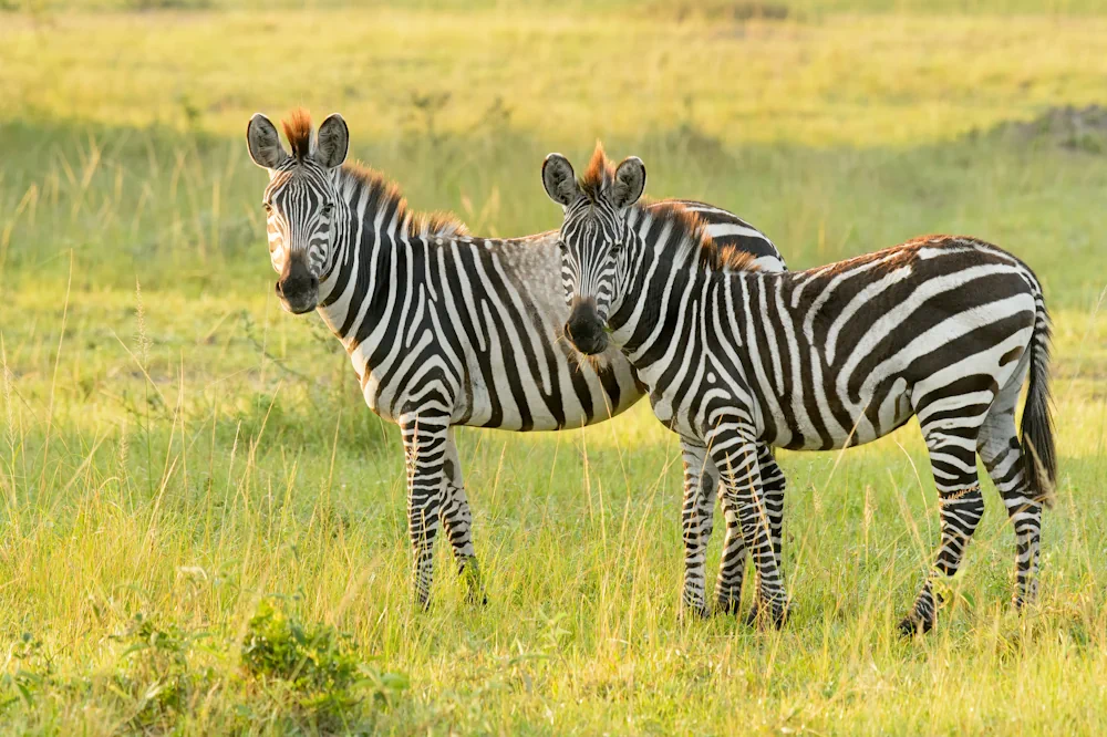 Steppenzebra