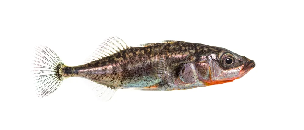 Stichling (Culaea inconstans)