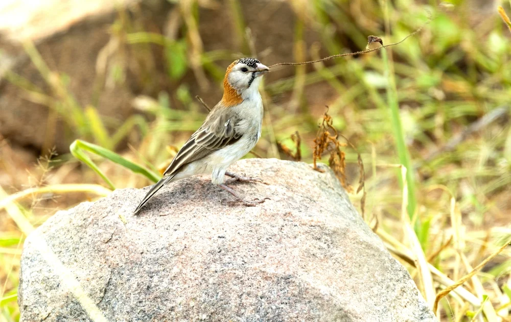 Stirn-Lerchenpfeifgimpel (Sporopipes frontalis)
