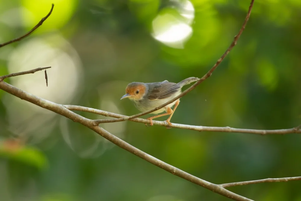 Stirn-Schneidervogel (Orthotomus frontalis)