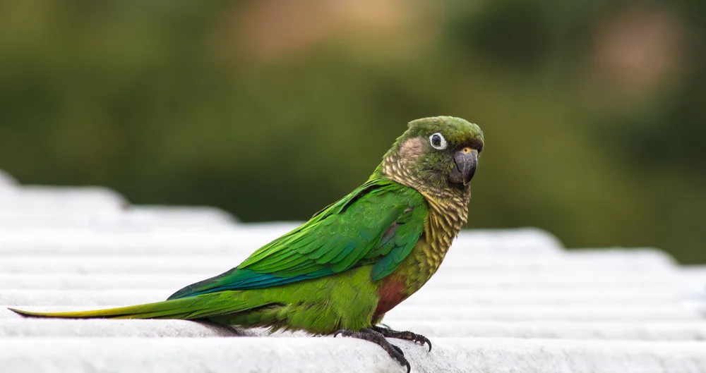 Stirnbändchen-Pipreola (Pipreola frontalis)