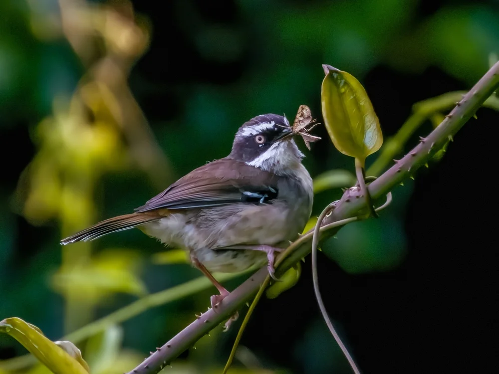 Stirnbändchen-Seidenlaubsänger (Sericornis frontalis)