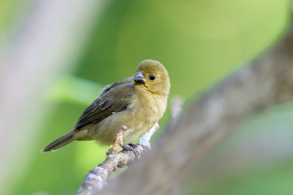 Stirnband-Saatknospf (Sporophila frontalis)