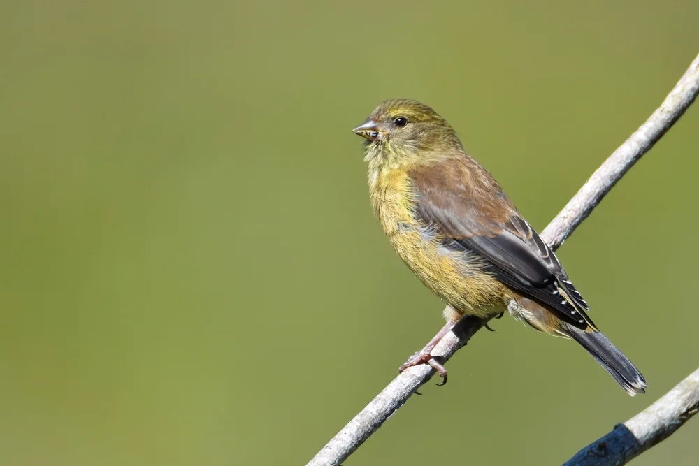 Stirngirlitz (Serinus frontalis)