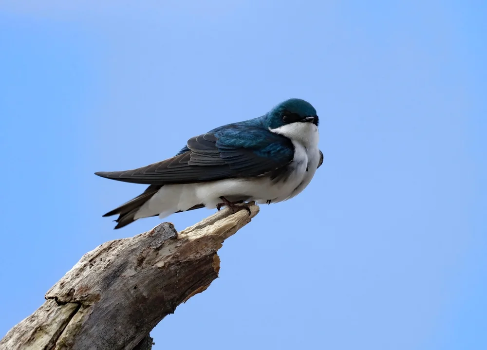 Stolzmann-Schwalbe (Tachycineta stolzmanni)