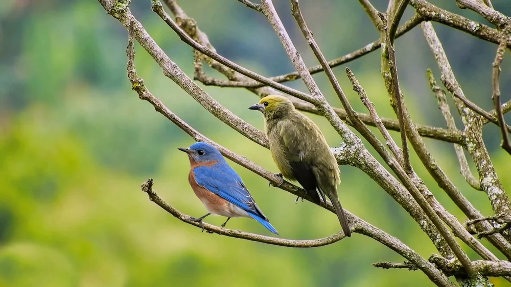 Stolzmanns Bergtangare (Chlorothraupis stolzmanni)