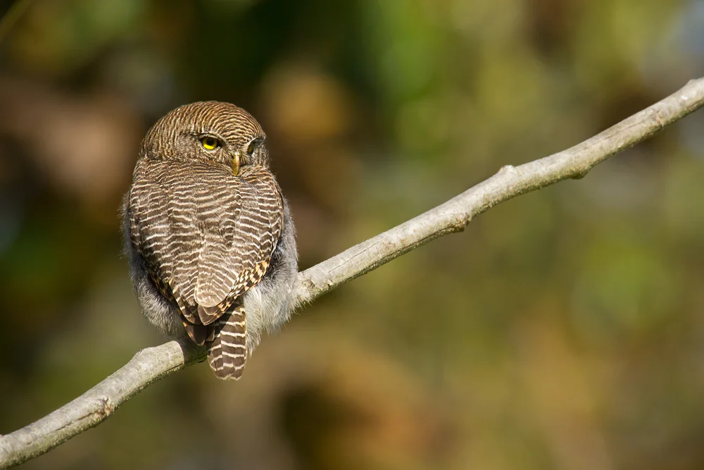 Strahlen-Zwergkauz (Glaucidium radiatum)