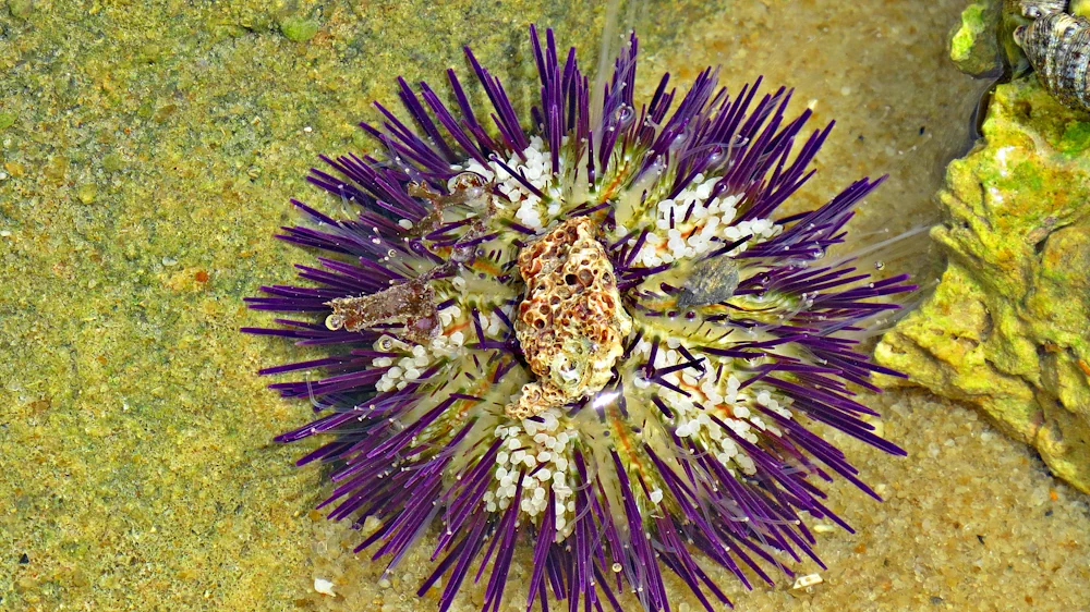 Strandseeigel