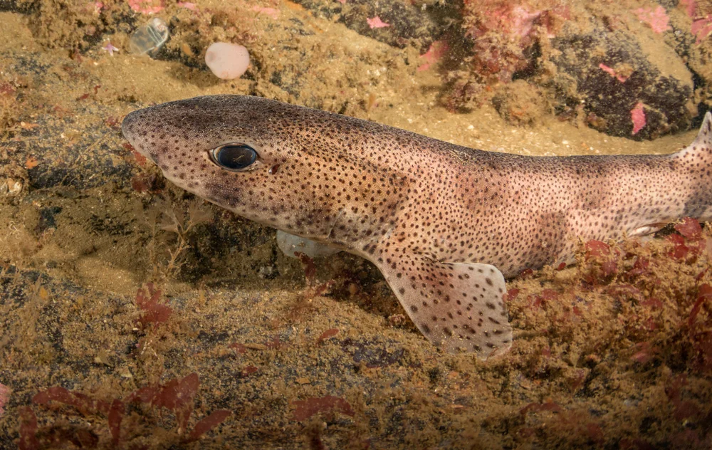 Strauchgrasmücke (Scyliorhinidae)