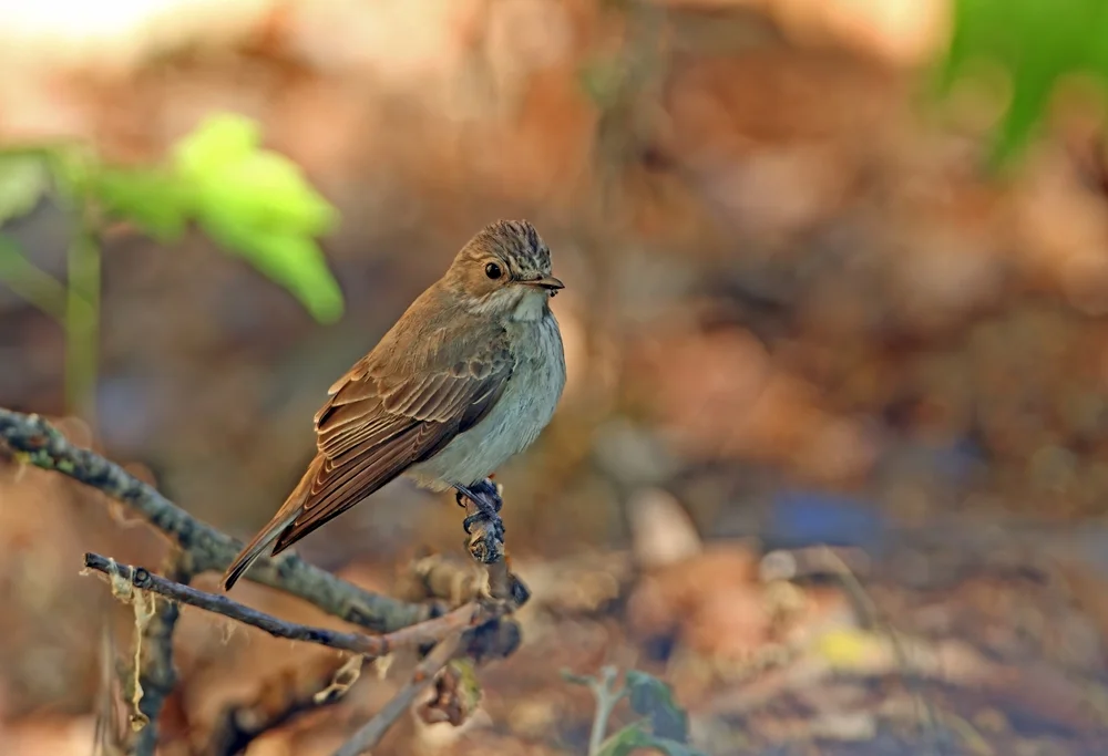 Streifen-Asthenes (Leptasthenura striata)
