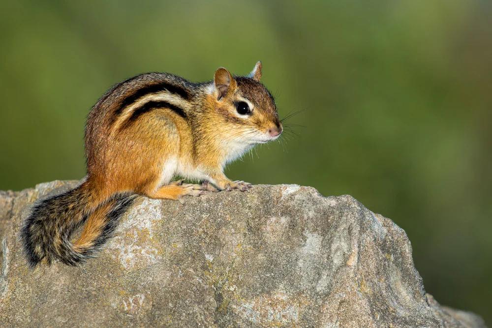 Streifen Backenhörnchen