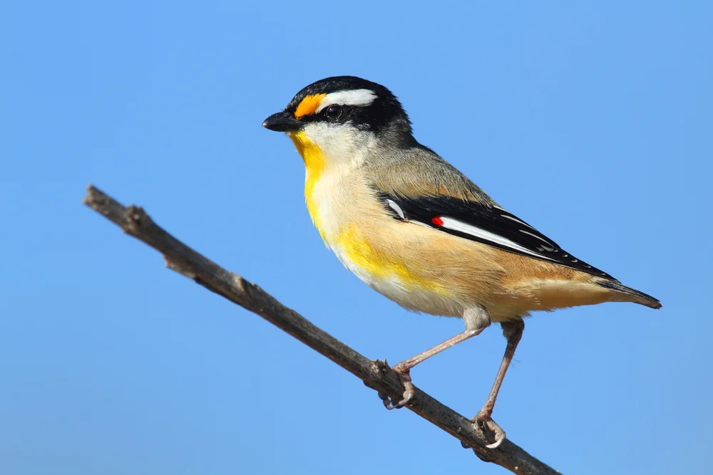 Streifen-Diamantvogel (Pardalotus striatus)