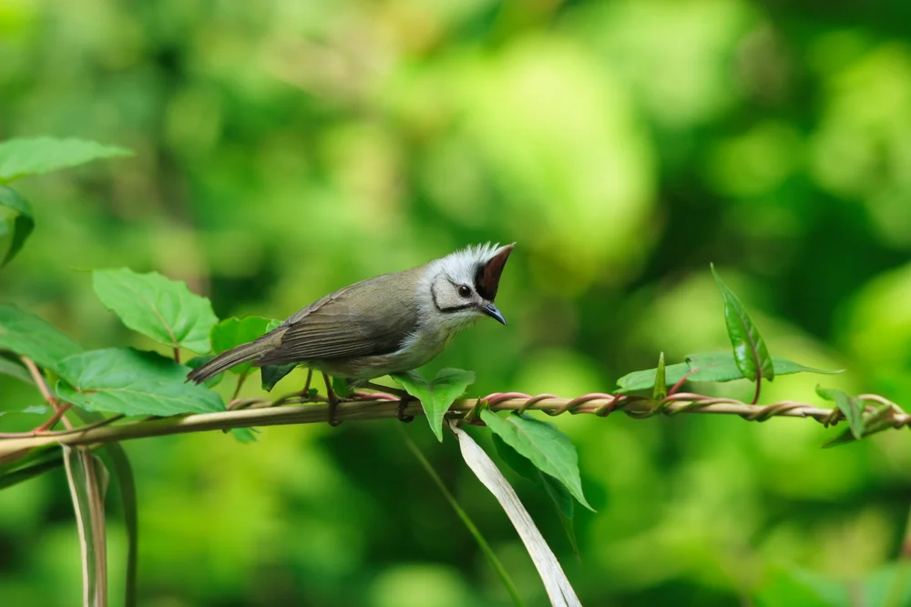 Streifen-Glasbarbe (Yuhina diademata)