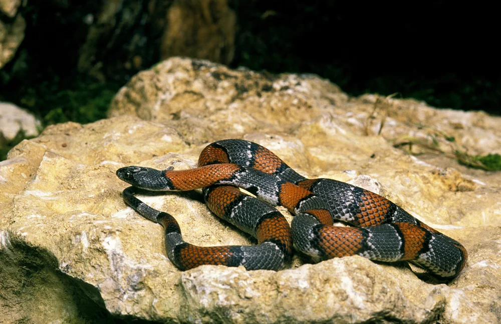 Streifen-Königsnatter (Lampropeltis alterna)