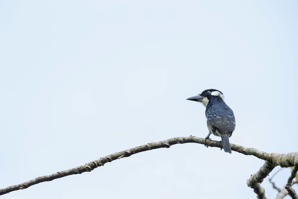 Streifen-Nasenbär (Notharchus ordii)