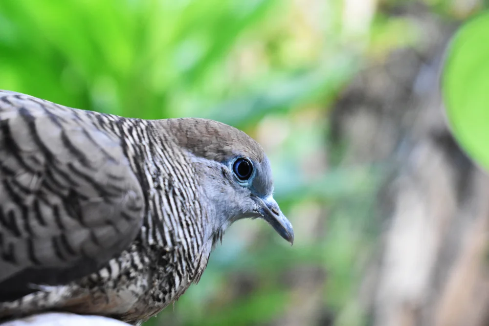 Streifen-Prachtlippen (Charmosyna multistriata)