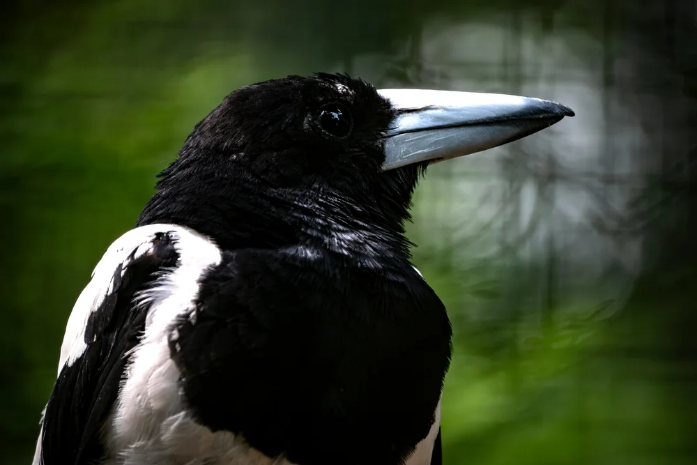 Streifen-Scherenschwanz (Cracticus cassicus)