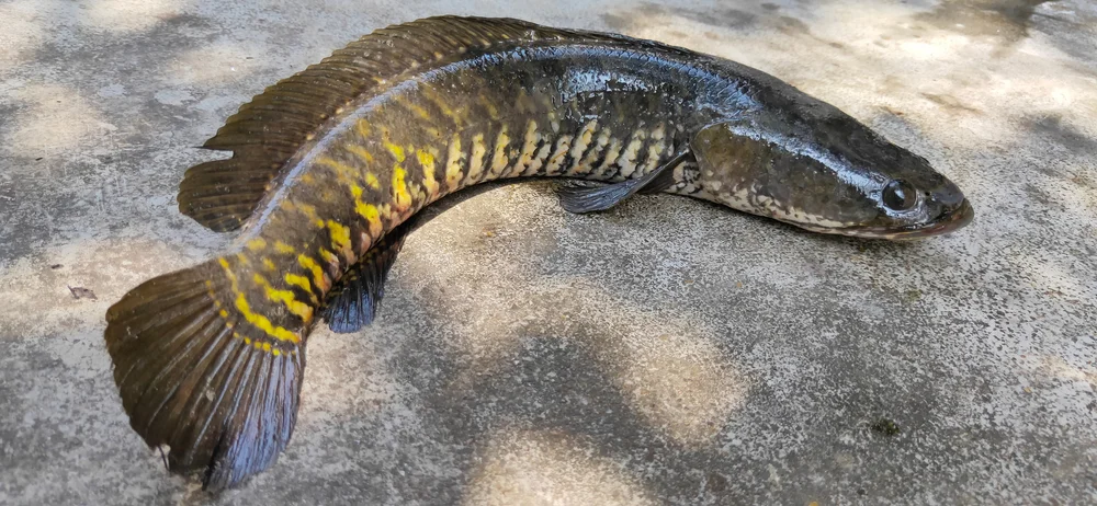 Streifen-Schlangenkopf (Channa striata)