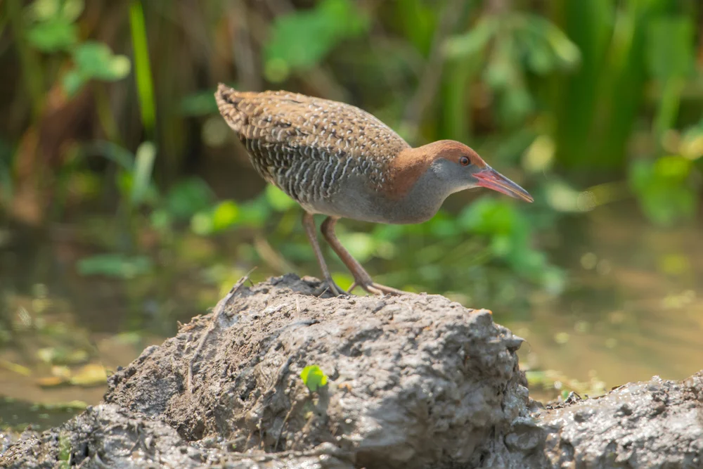 Streifen-Sumpfhuhn (Gallirallus striatus)