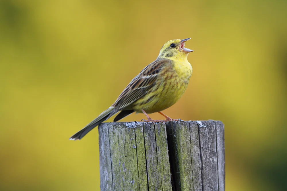 Streifenammer (Emberiza striolata)