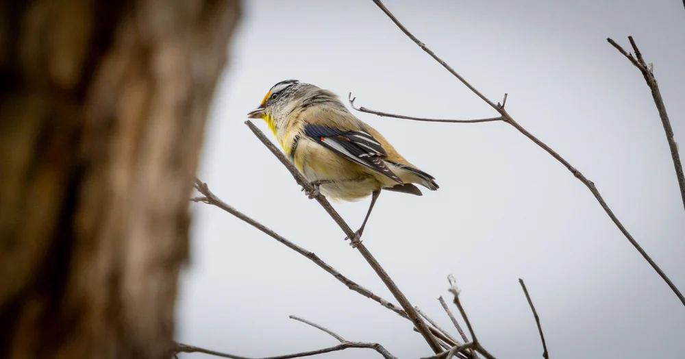 Streifenbrillenvogel (Zosterornis striatus)