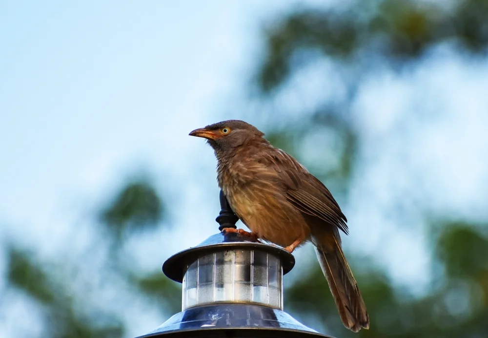 Streifendrossling (Turdoides striata)