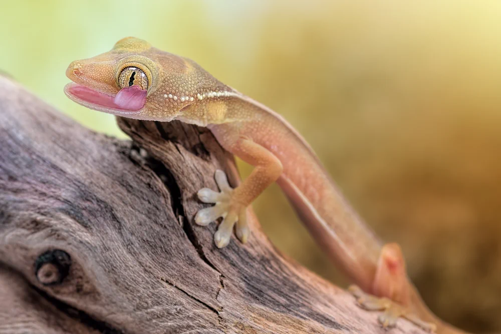 Streifengecko