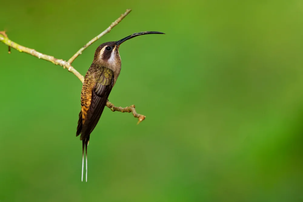 Streifenkehl-Schattenkolibri (Phaethornis striigularis)
